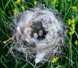 Bird Nest With Eggs