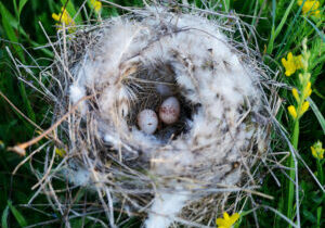 Bird Nest With Eggs