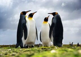 401k Committee Members